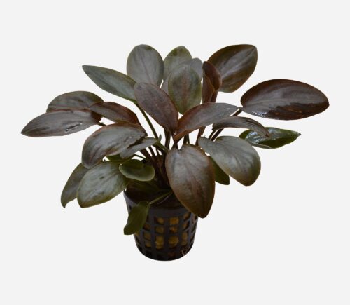 Lagenandra meeboldii