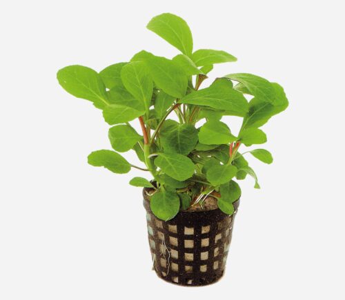 Lobelia cardinalis (Enana)