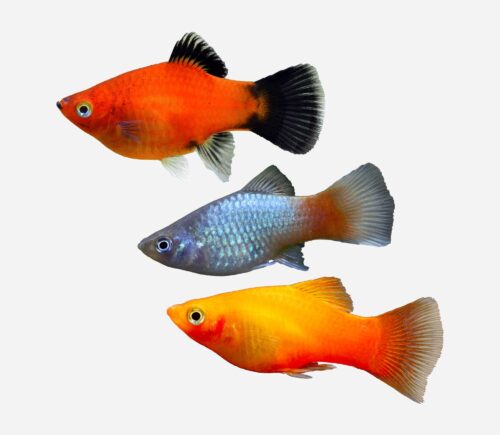 Platy Coral surtido 💎HQF💎