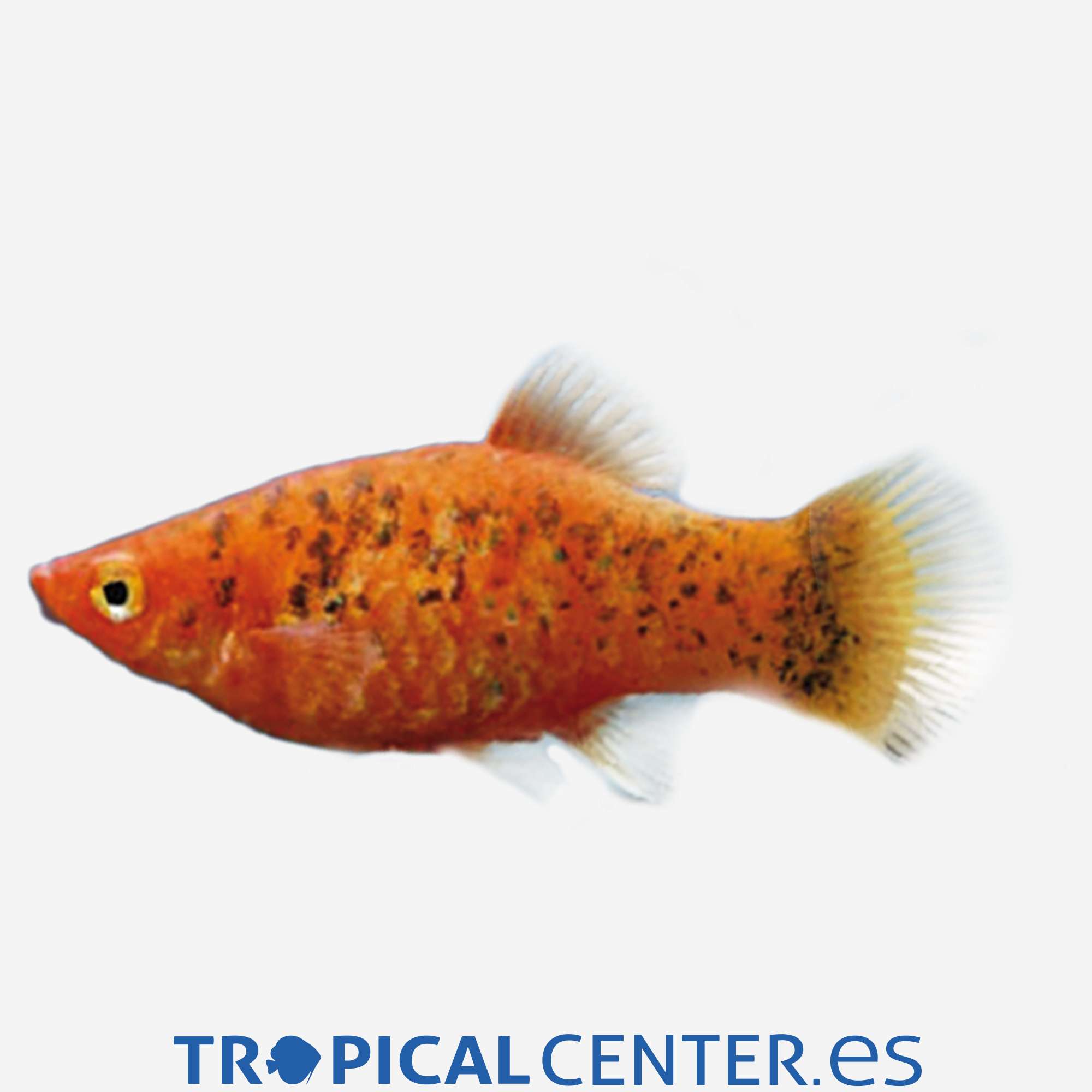 pl44-2-platy-red-calico_general_3911.jpg