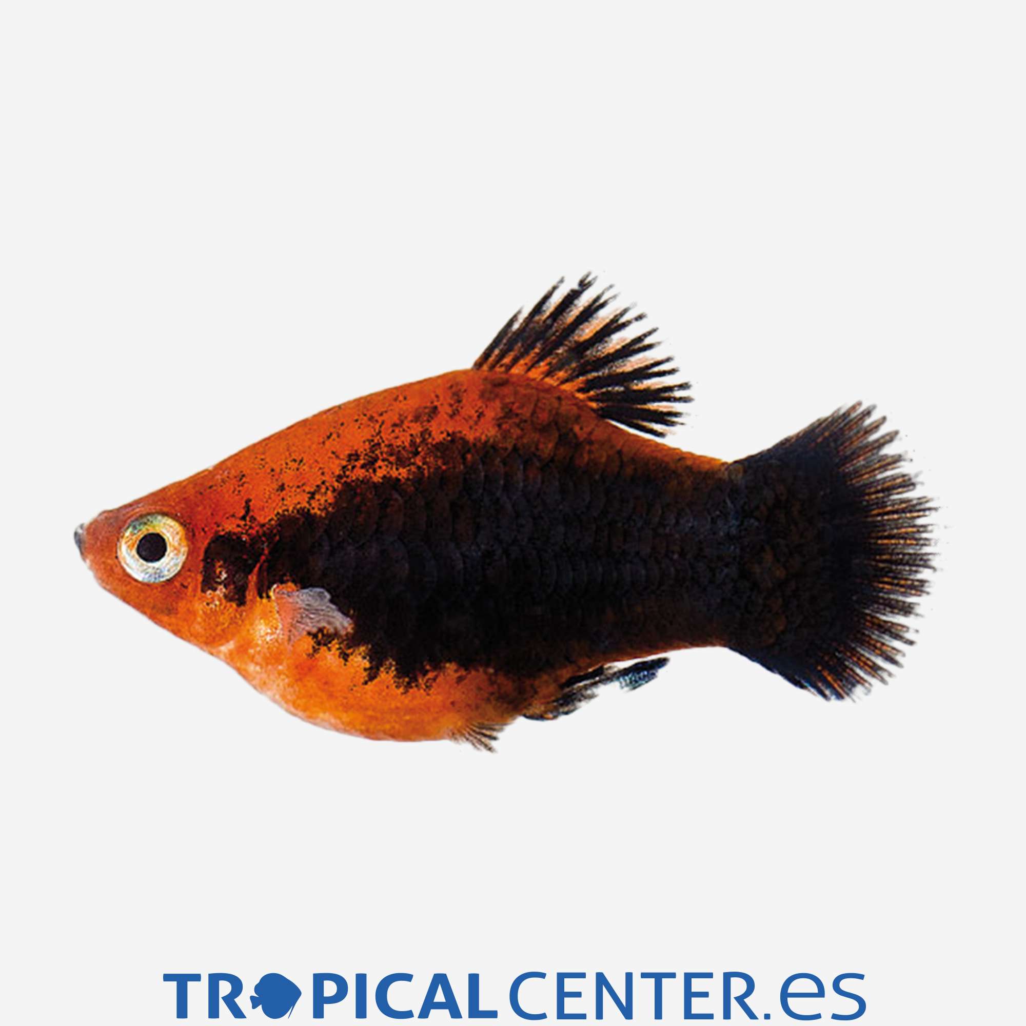 pl54-1-platy-rojo-tuxedo_general_3916.jpg pl54-1-platy-rojo-tuxedo_general_3916.jpg