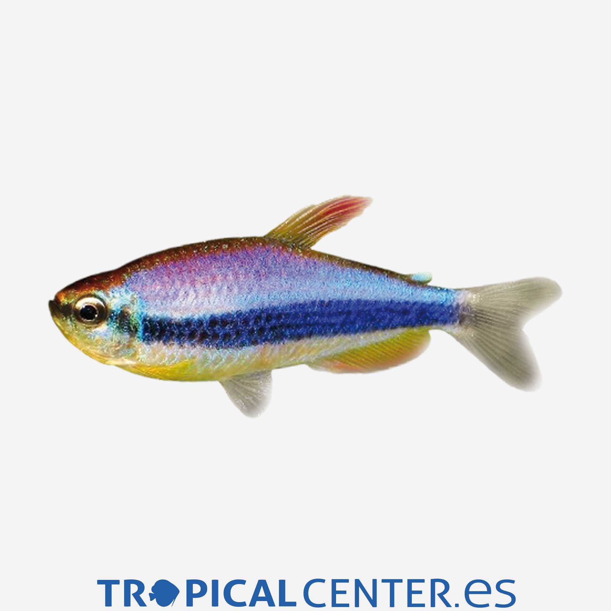 te59-0-tetra-emperador-azul_general_3955.jpg te59-0-tetra-emperador-azul_general_3955.jpg