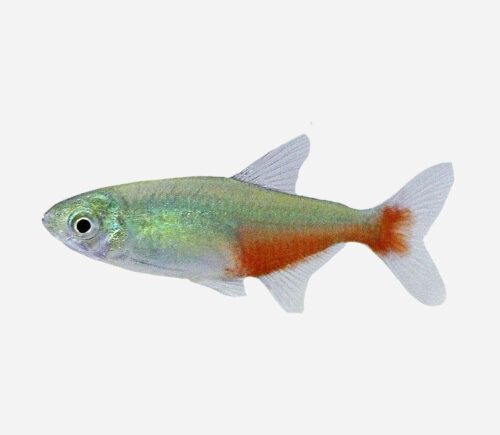 Tetra rathbuni Red fin