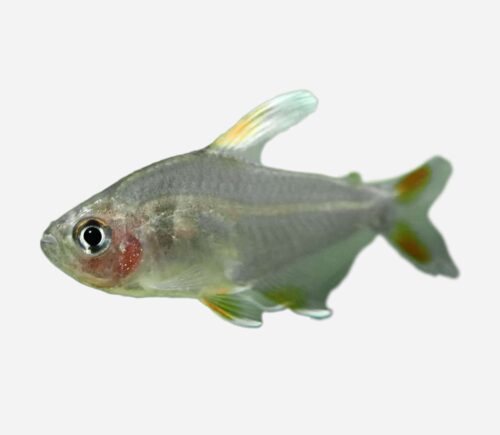 Tetra Bentosi Aleta blanca