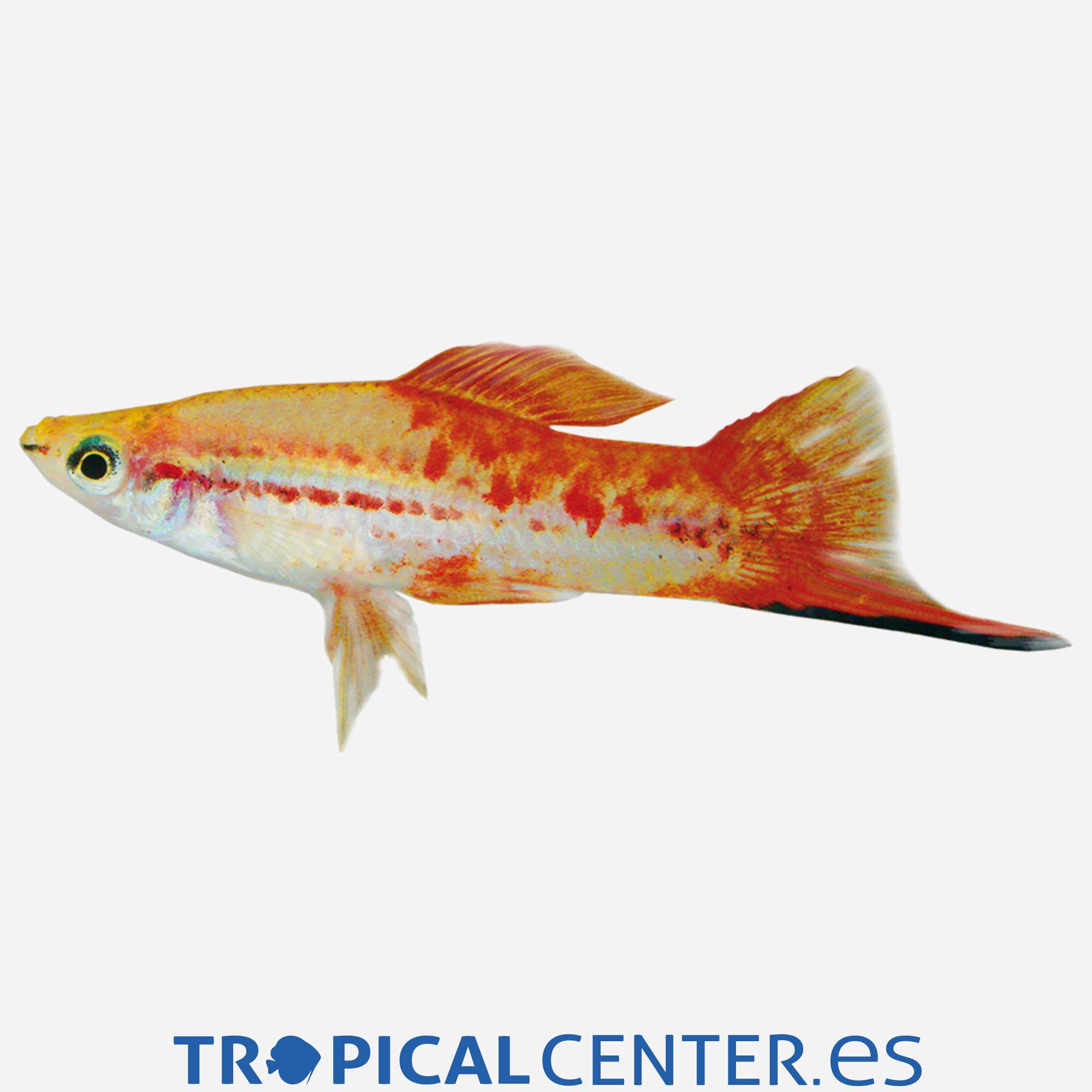 xi20-3-xipho-pina_general_3983.jpg xi20-3-xipho-pina_general_3983.jpg