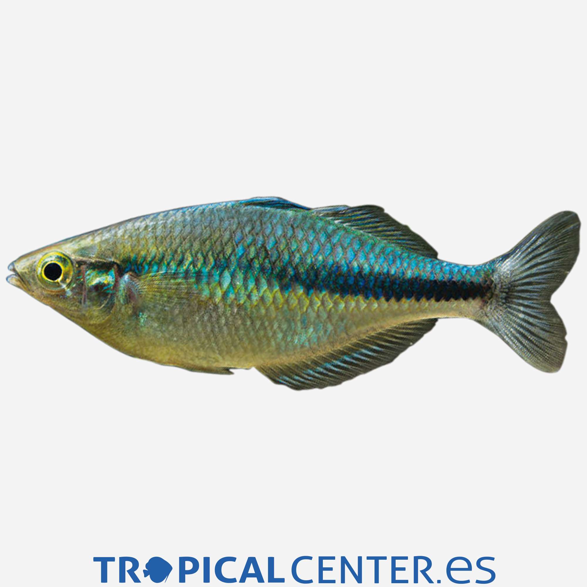 ai05-1-pez-arcoiris-del-lago-kutubu_general_3281.jpg ai05-1-pez-arcoiris-del-lago-kutubu_general_3281.jpg