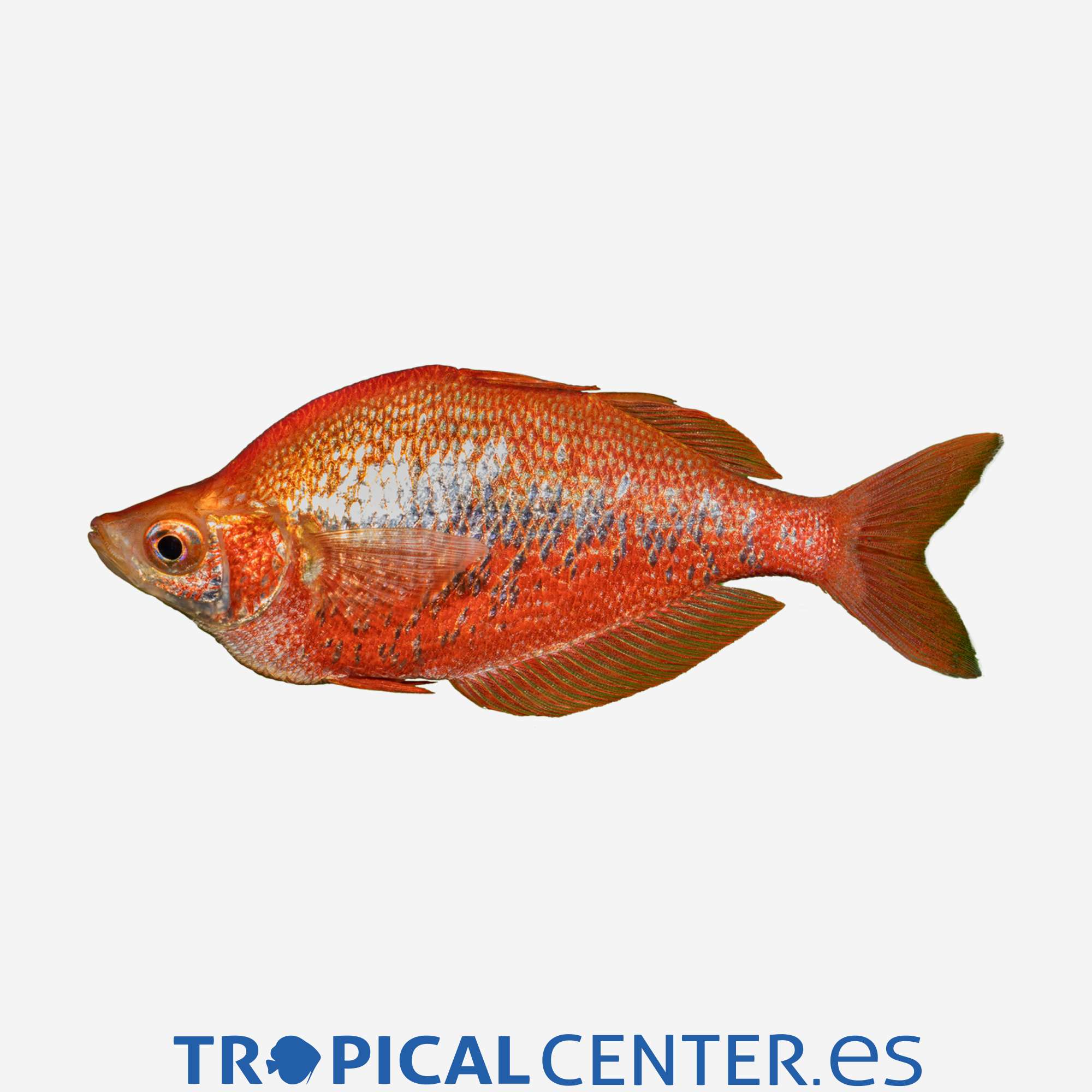 ai09-4-pez-arcoiris-rojo_general_3282.jpg ai09-4-pez-arcoiris-rojo_general_3282.jpg