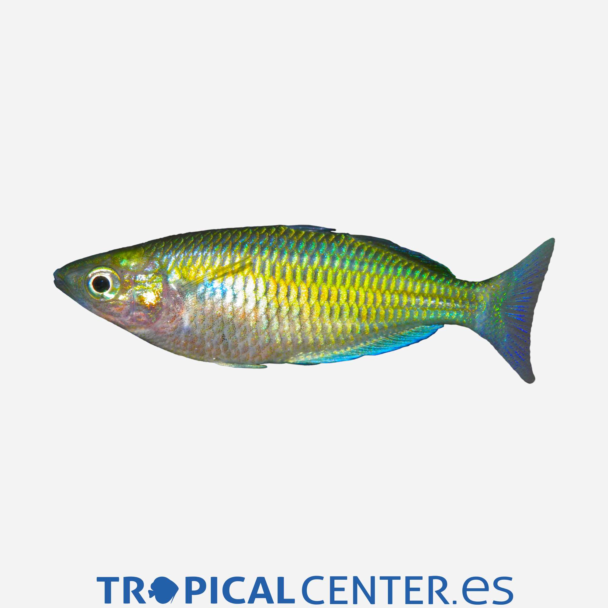 ai17-1-pez-arcoiris-de-parkinson_general_3283.jpg ai17-1-pez-arcoiris-de-parkinson_general_3283.jpg