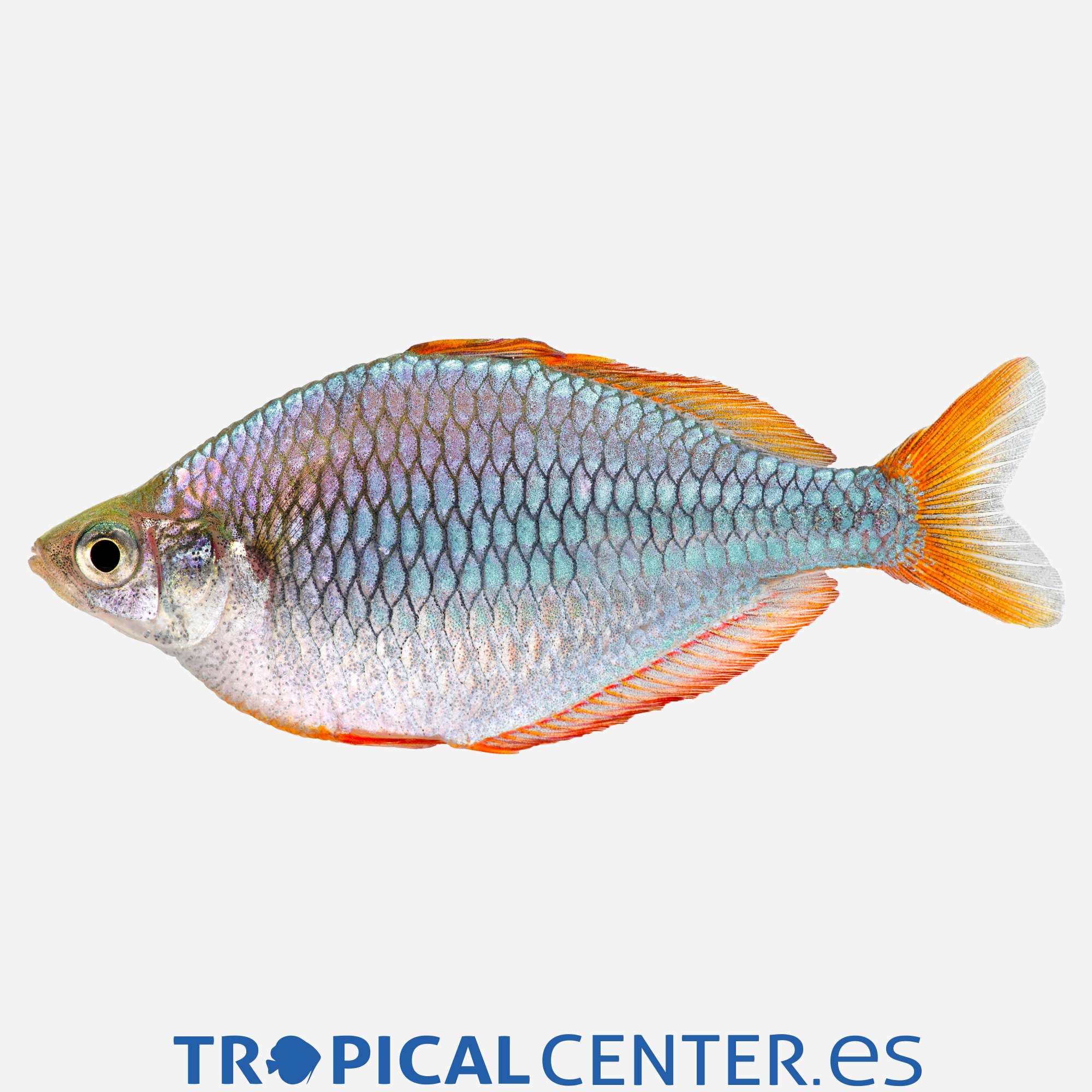 ai19-1-pez-arcoiris-neon_general_3287.jpg ai19-1-pez-arcoiris-neon_general_3287.jpg
