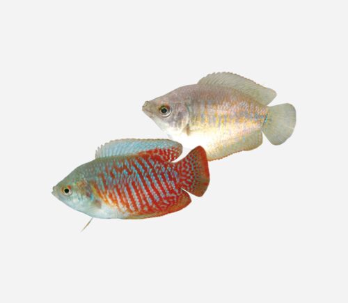 Colisa lalia  Parejas