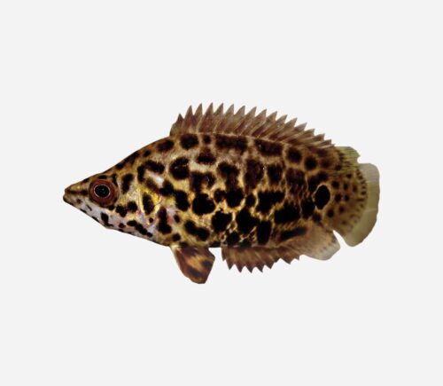 Gurami leopardo