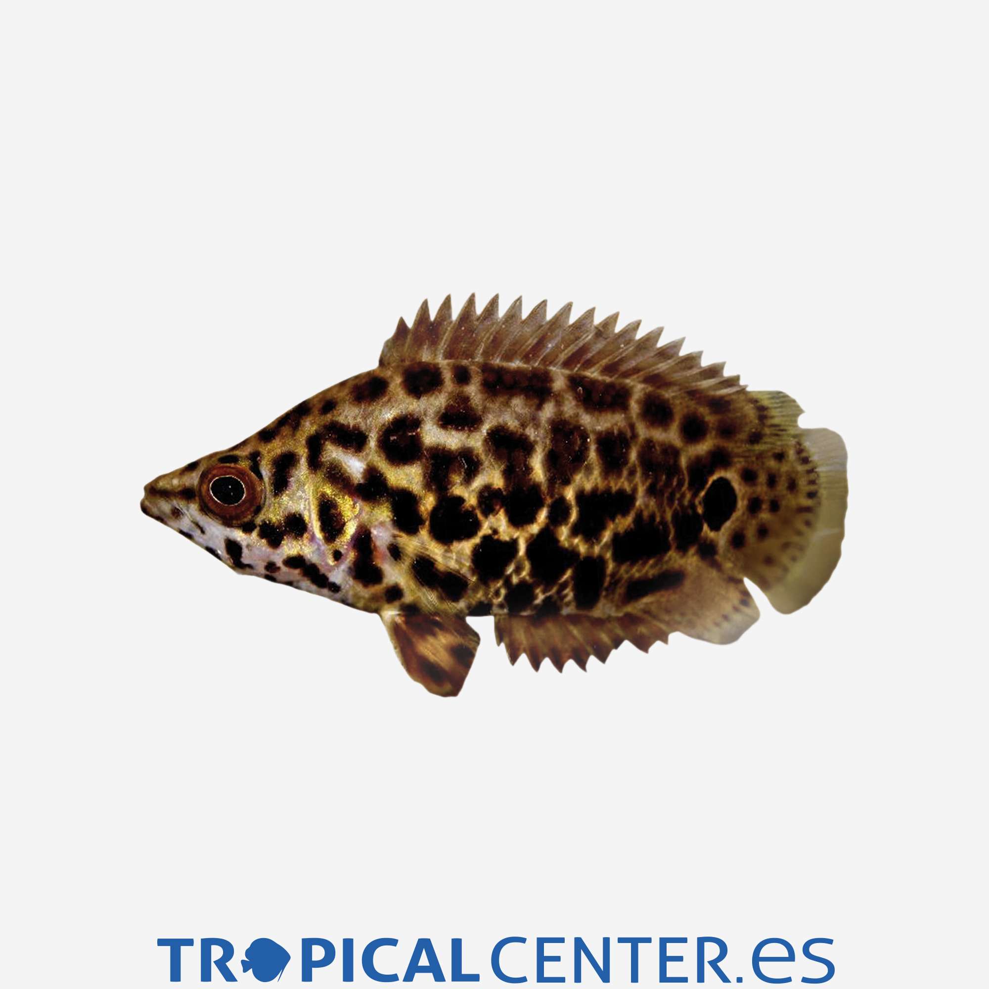 an146-5-gurami-leopardo_general_5289.jpg