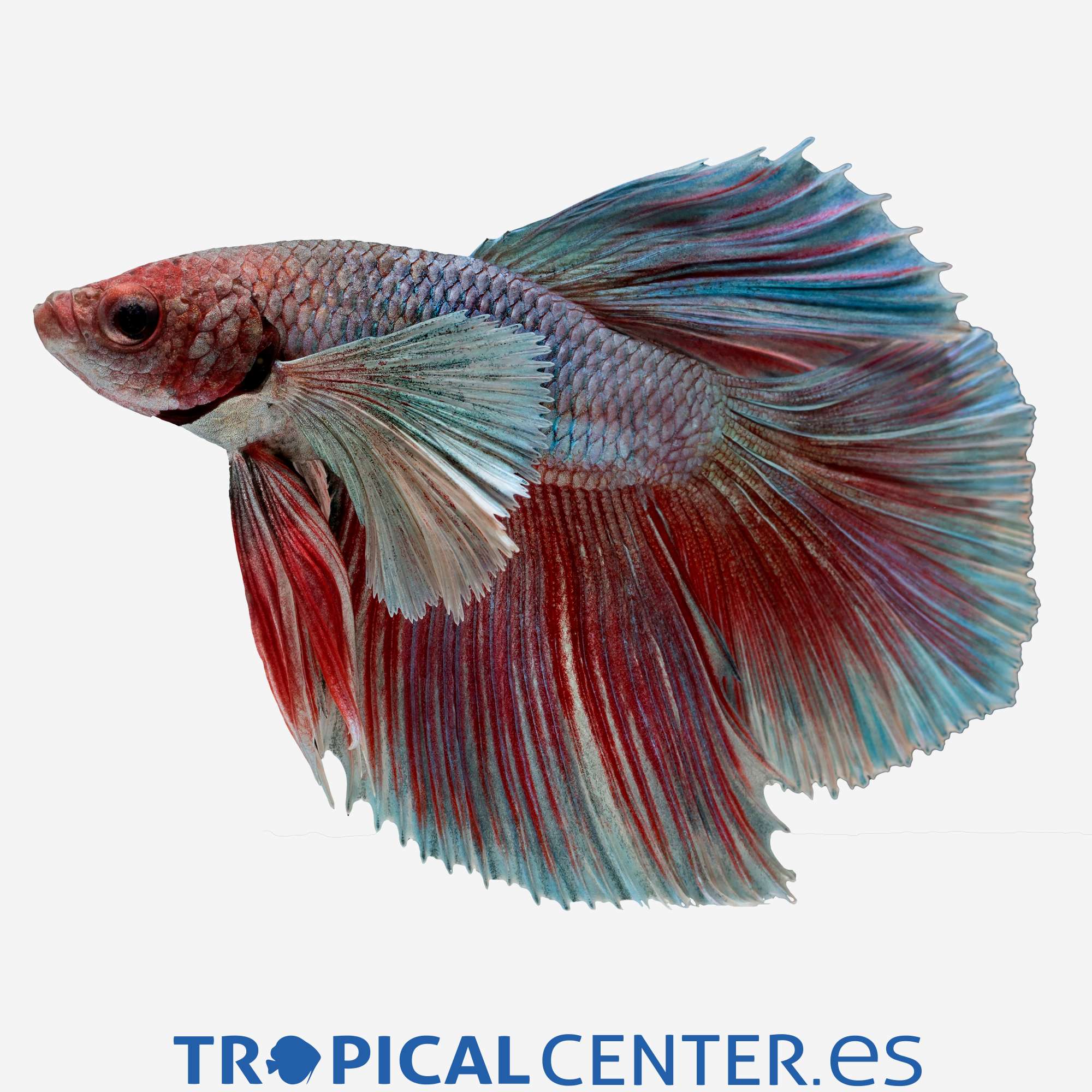 an154-6-betta-halfmoon-dumbo-macho_general_4077.jpg an154-6-betta-halfmoon-dumbo-macho_general_4077.jpg