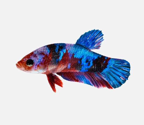 Betta Plakat halfmoon Galaxy (macho)