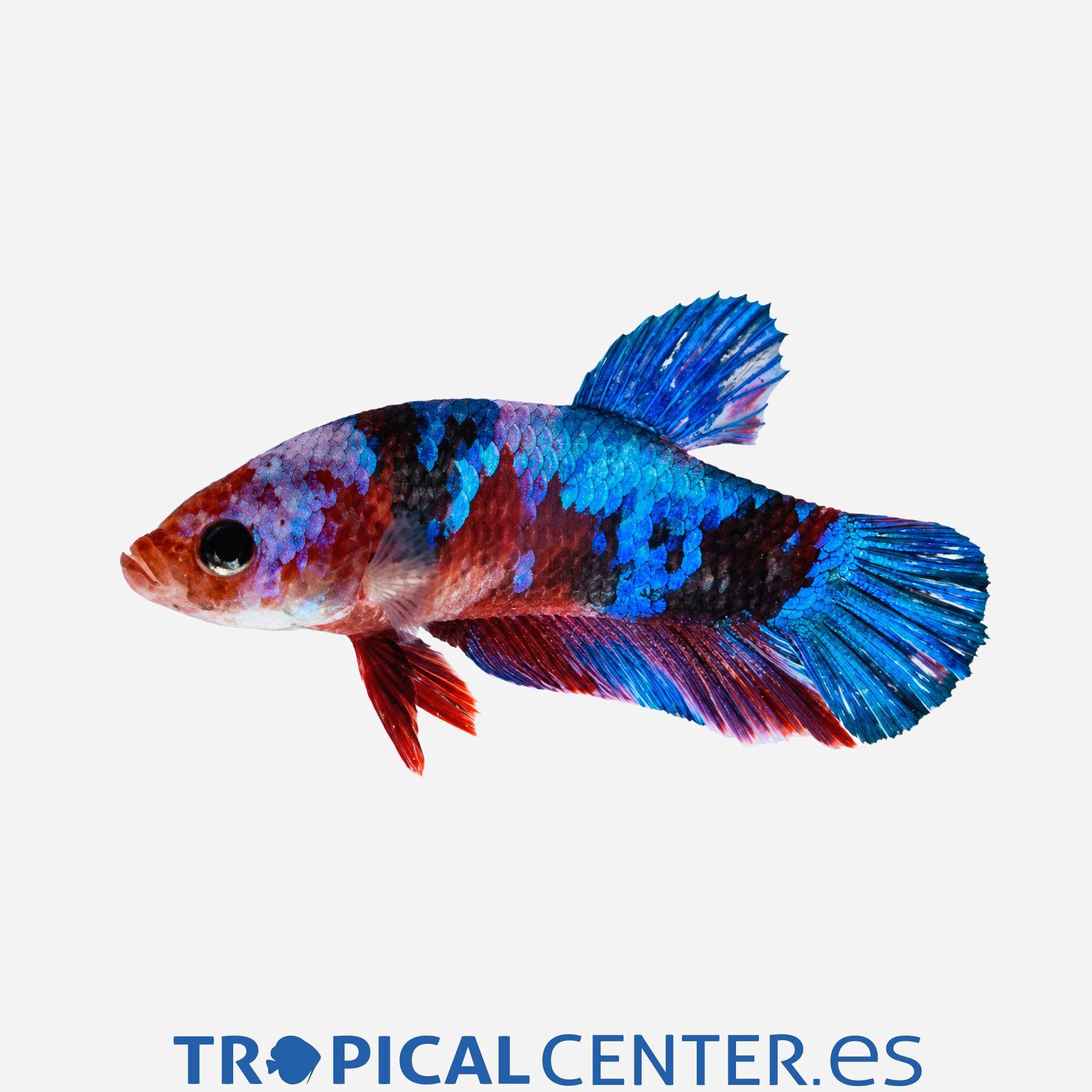 an385-0-betta-plakat-halfmoon-galaxy-macho_general_5661.jpg an385-0-betta-plakat-halfmoon-galaxy-macho_general_5661.jpg