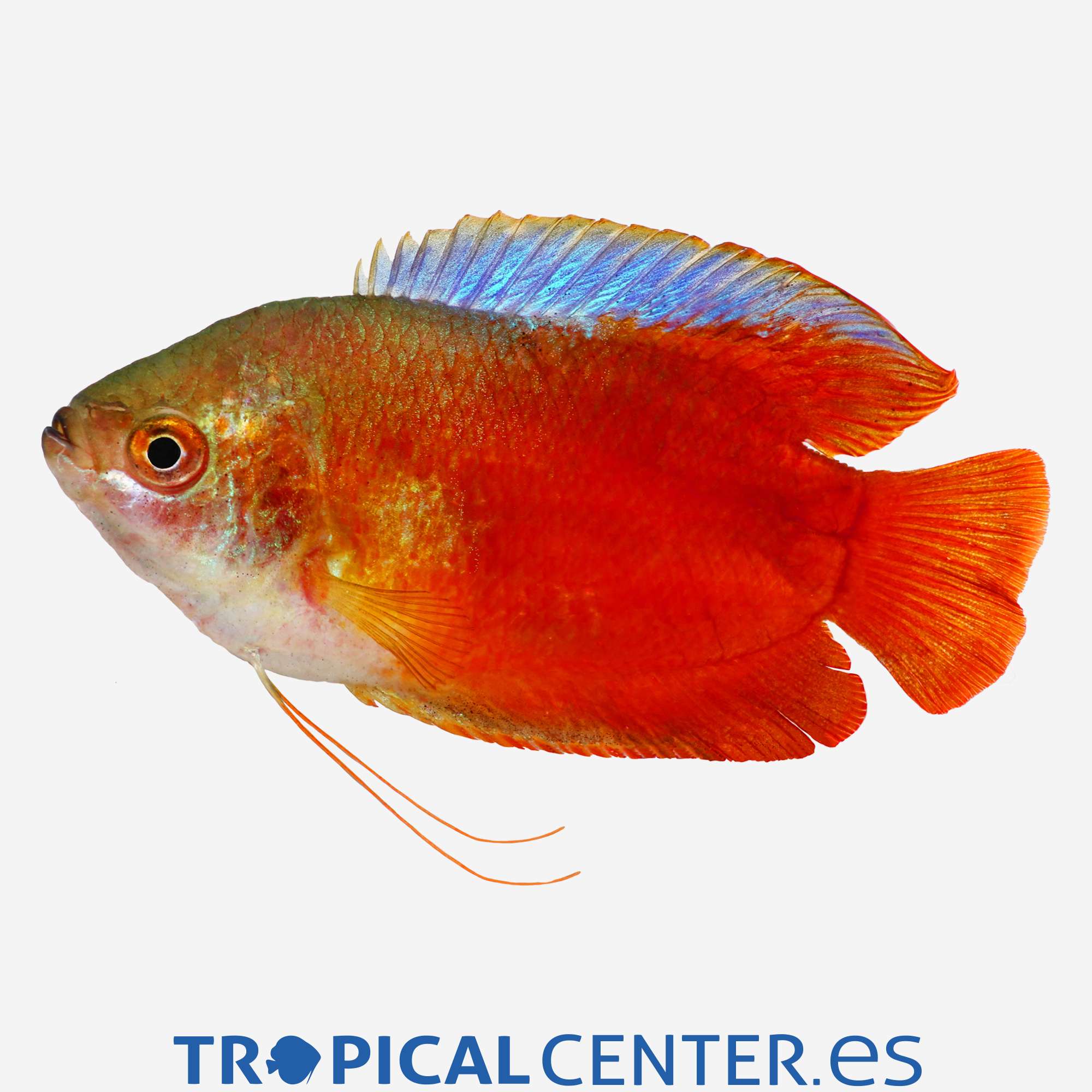 an59-1-colisa-lalia-neon-rojo-macho_general_4403.jpg
