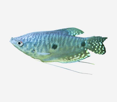 Gurami azul