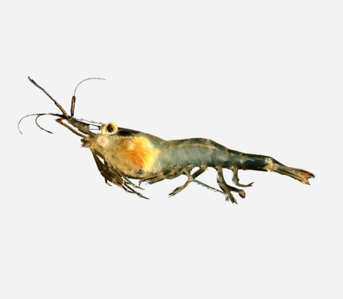 Bolsa gambas