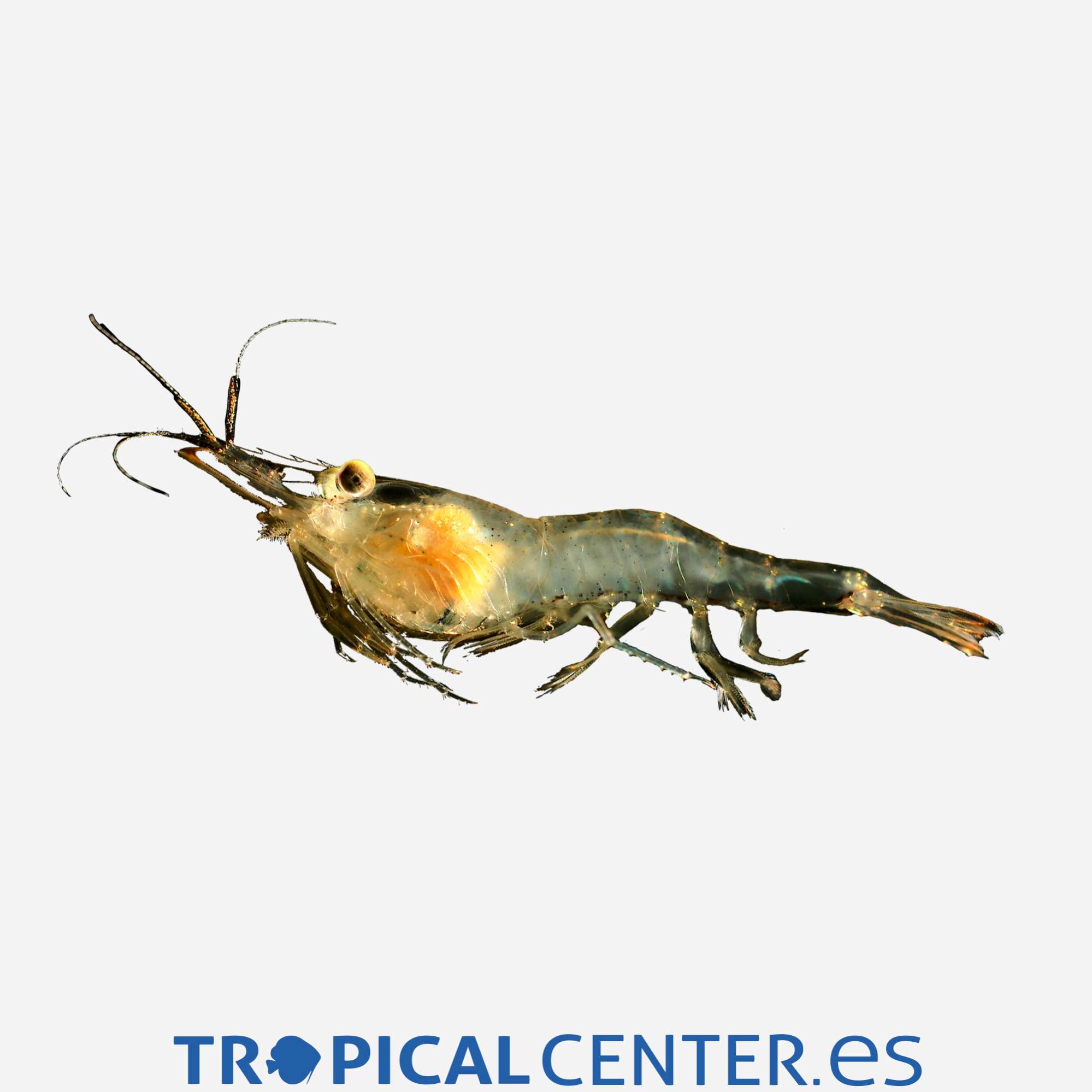 av008-3-bolsa-gambas_general_2164.jpg