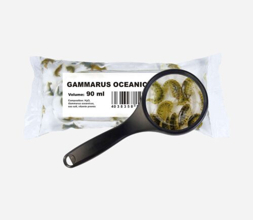 Bolsa gammarus