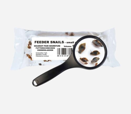 Bolsa caracoles Physella acuta