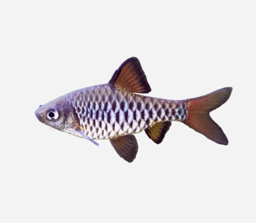 Barbo ajedrez