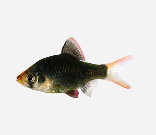 Barbo tetrazona Verde