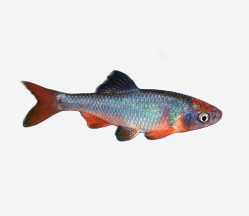 Carpita roja