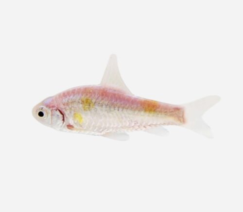 Barbo tricolor