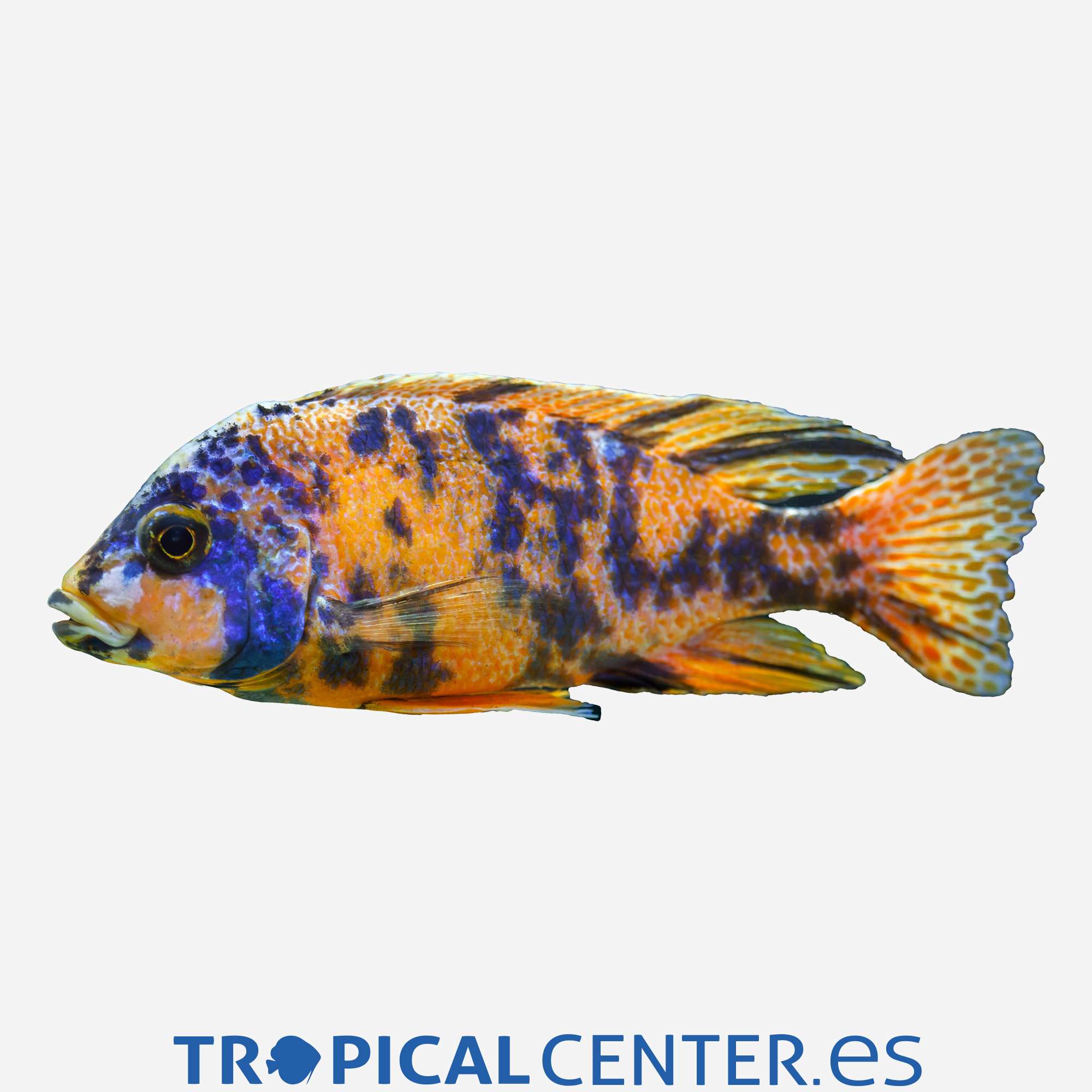 ca09-8-aulonocara-trewavasae-ob_general_3380.jpg