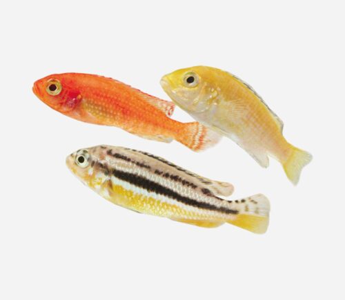 Mbuna Surtido