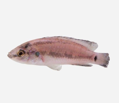 Hemichromis exsul