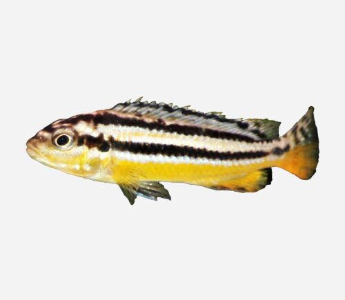 Mbuna dorado
