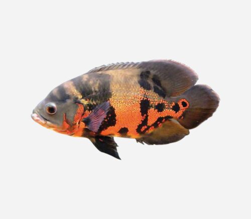 Oscar Tigre