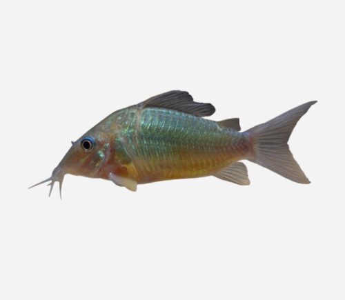 Coridora esmeralda