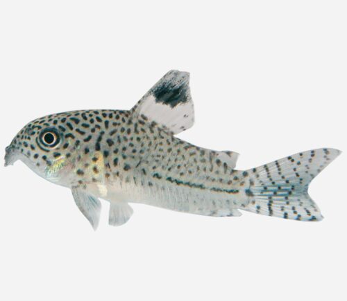 Coridora leopardo