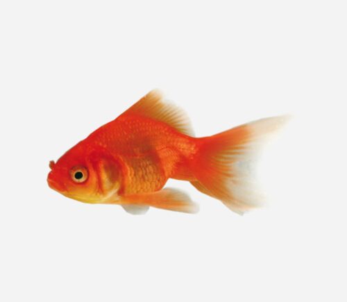 Fantail Rojo