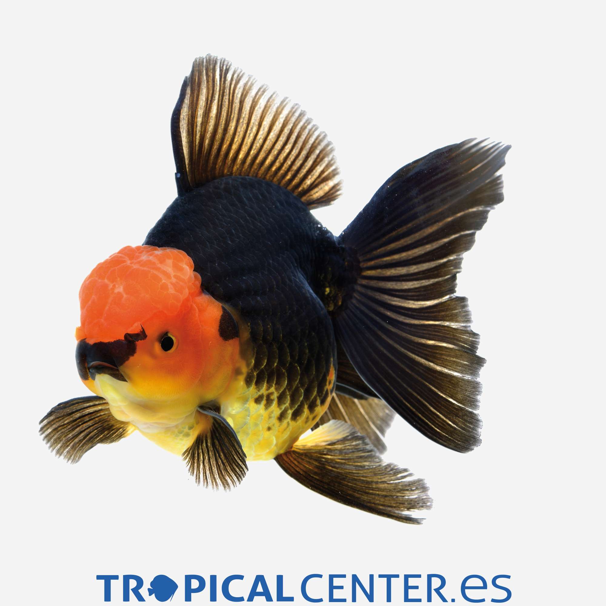 cs034-4-oranda-tricolor-hqf_general_3539.jpg cs034-4-oranda-tricolor-hqf_general_3539.jpg