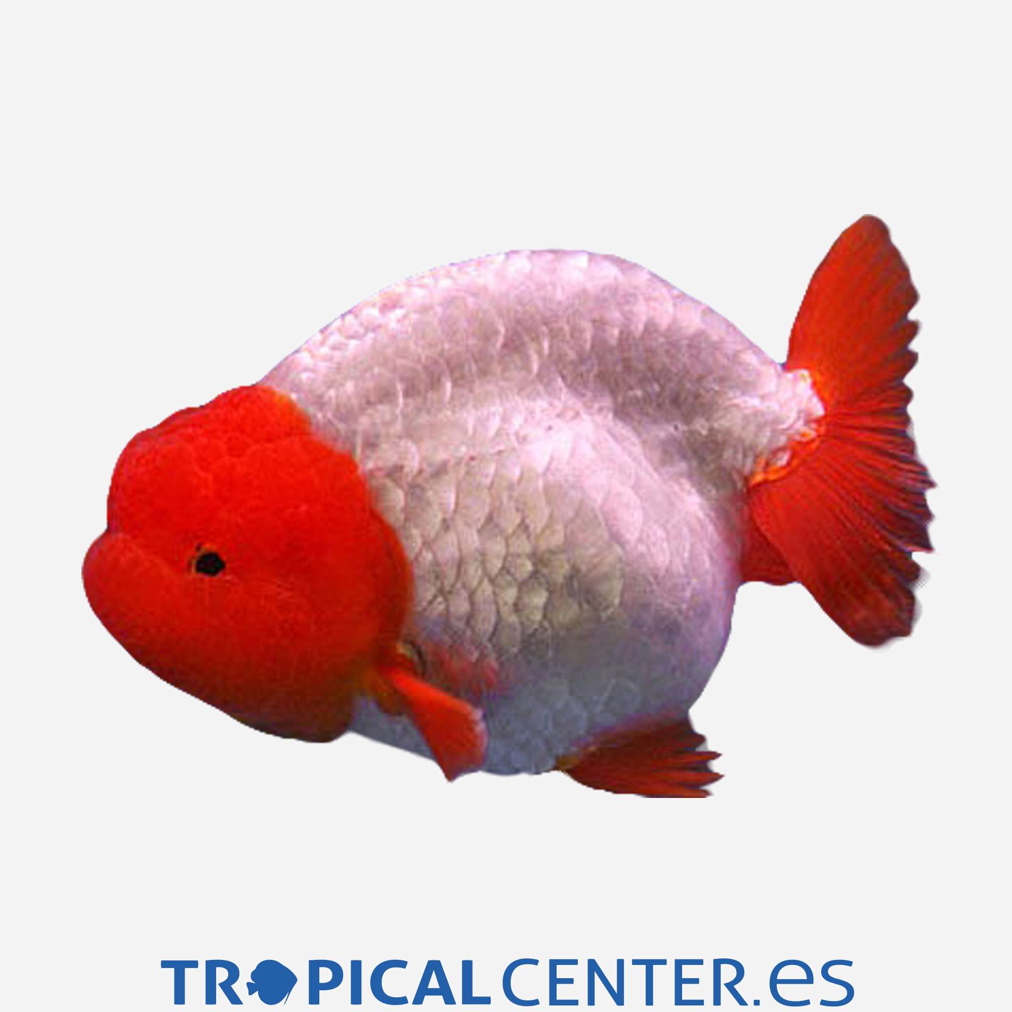 cs038-8-ranchu-rojo-y-blanco_general_4291.jpg