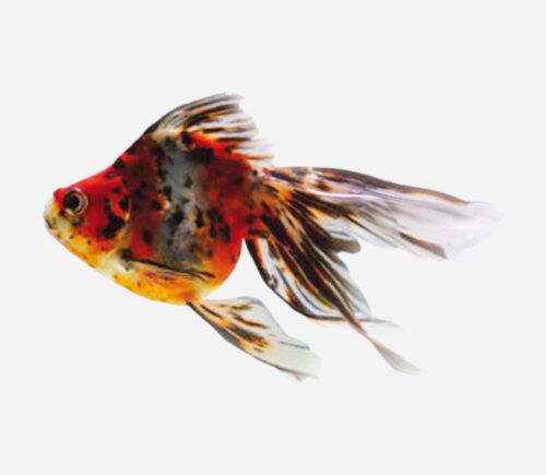 Ryukin Calicó