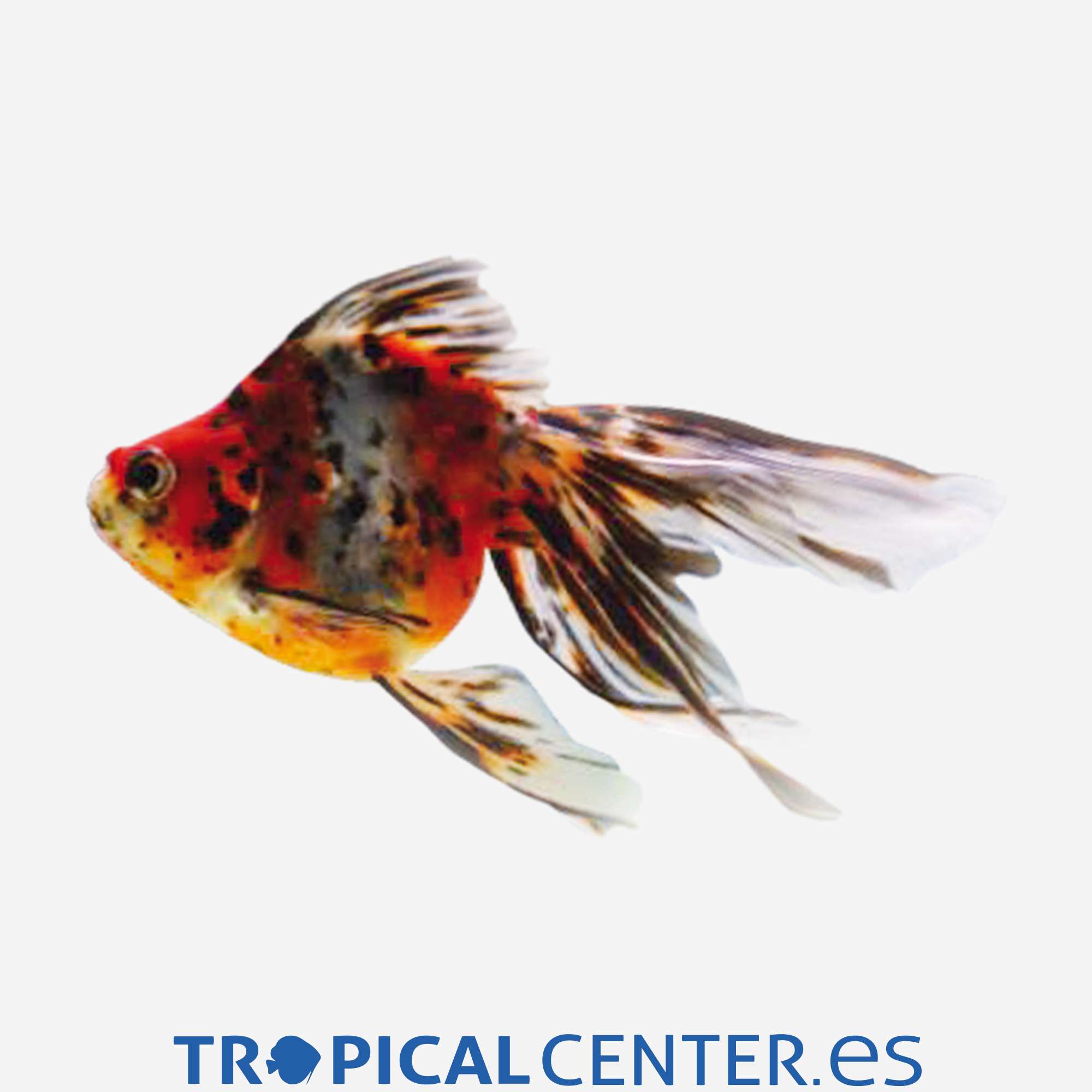 cs041-7-ryukin-calico_general_4293.jpg