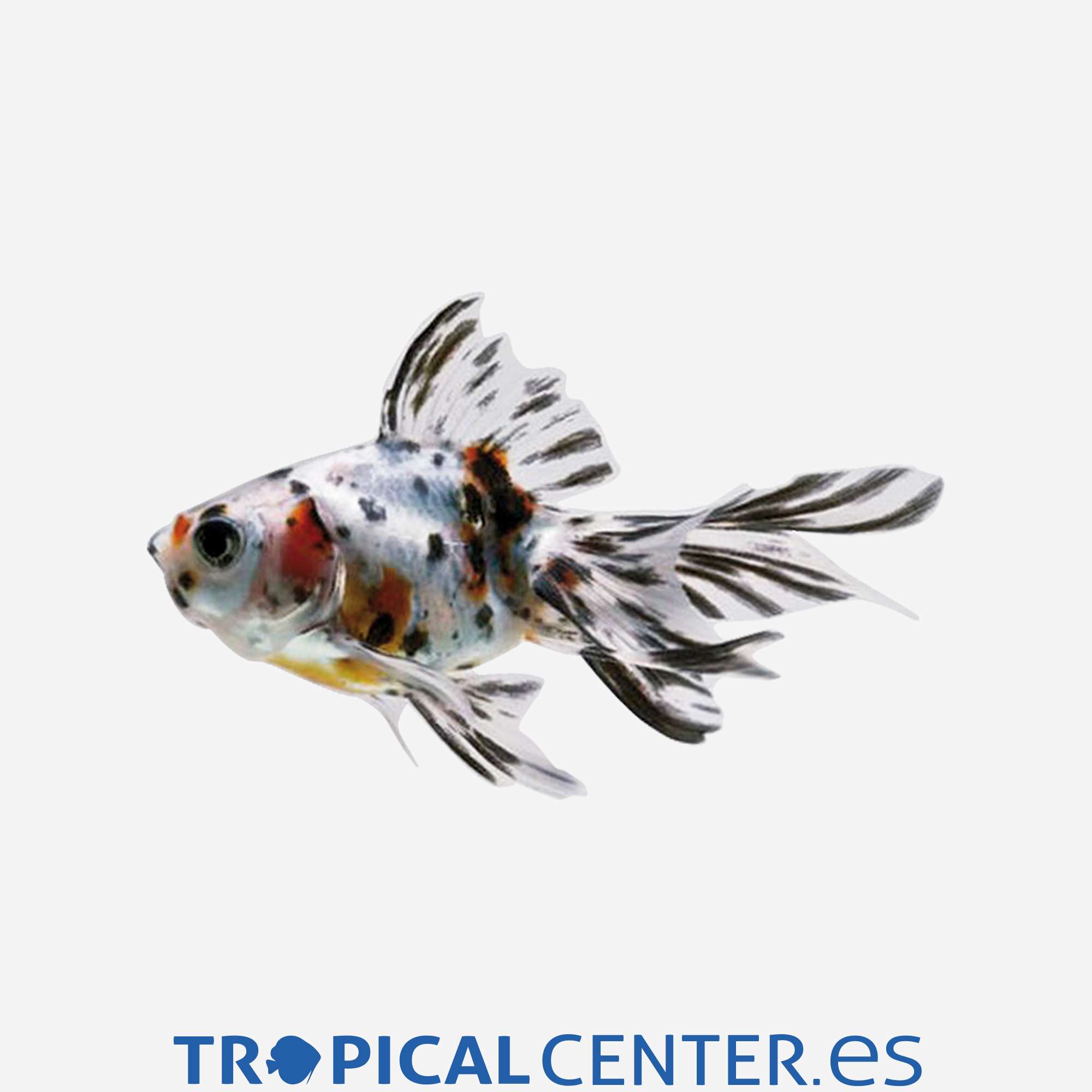cs070-1-fantail-calico_general_3547.jpg