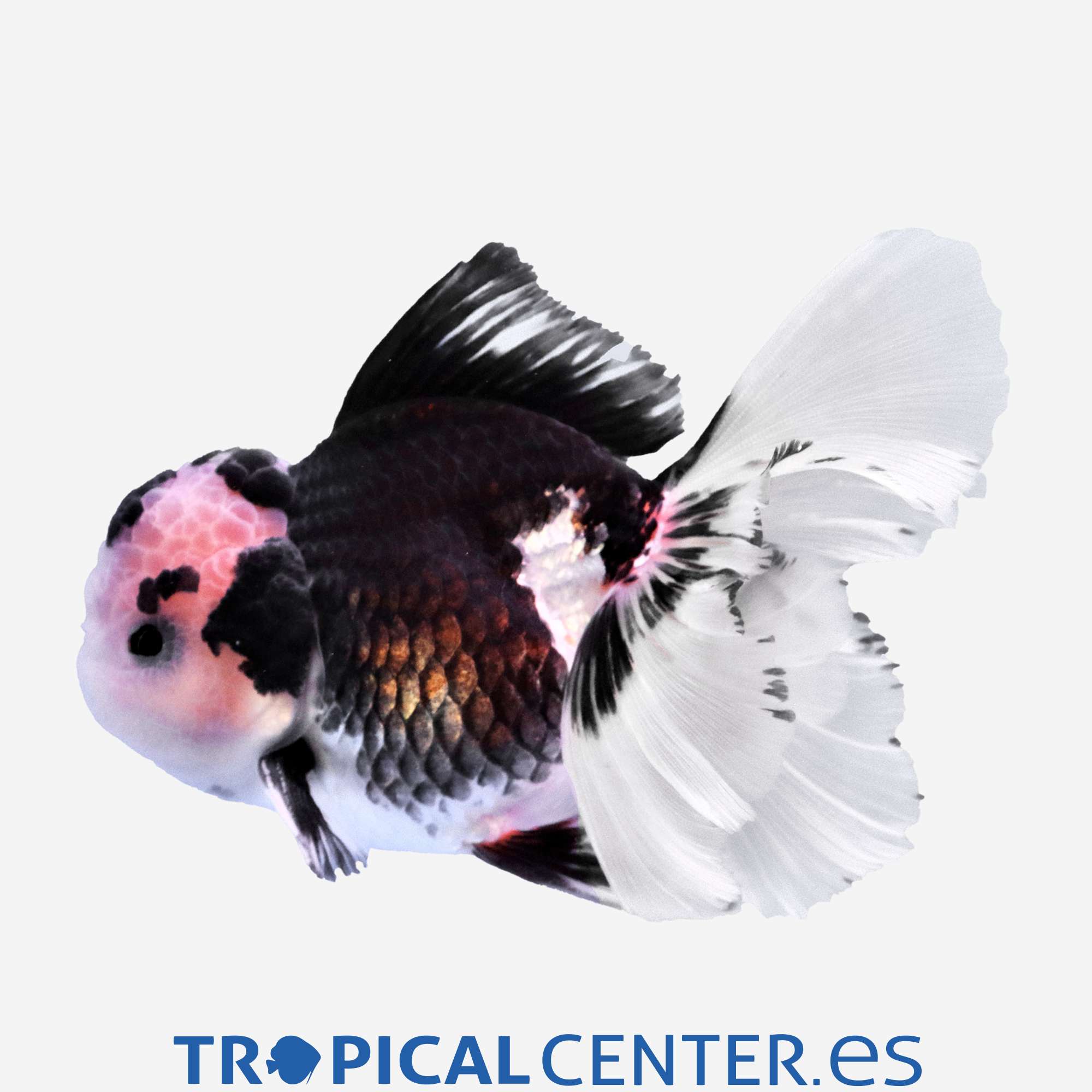 cs120-6-oranda-panda-hqf_general_5130.jpg cs120-6-oranda-panda-hqf_general_5130.jpg