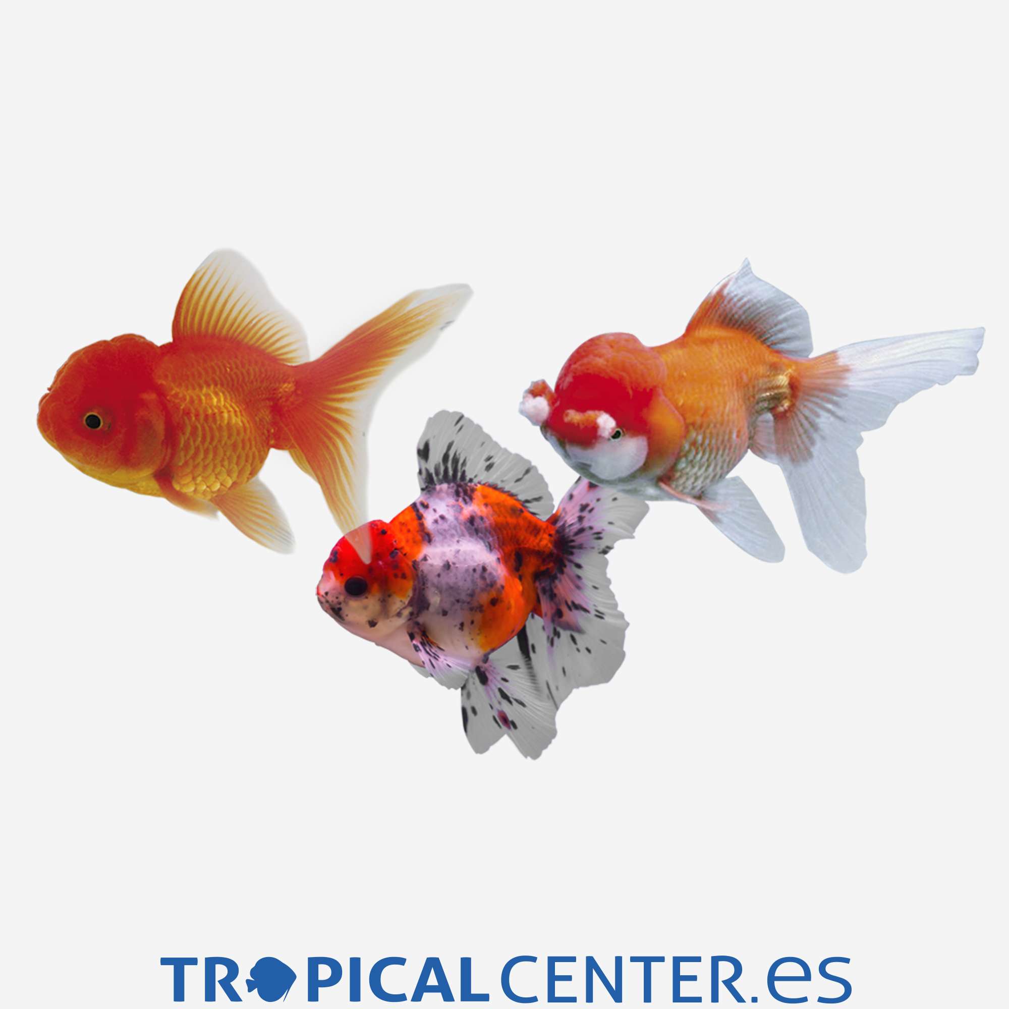 cs82-04-oranda-surtido-hqf_general_4134.jpg cs82-04-oranda-surtido-hqf_general_4134.jpg