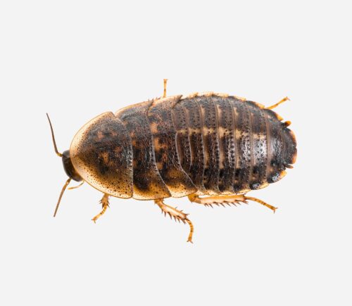 Cucaracha argentina