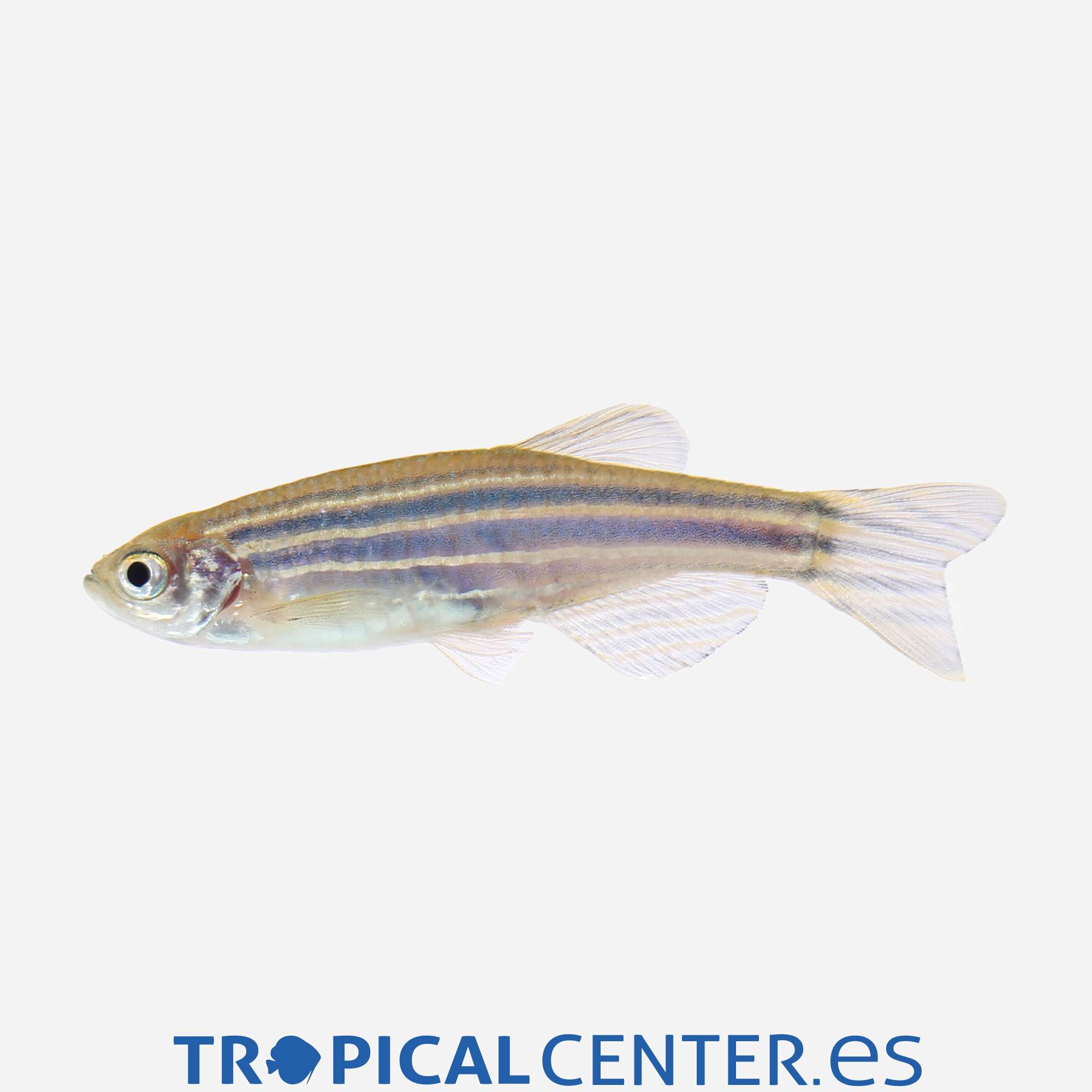 dr05-9-cebrita-hqf_general_5078.jpg