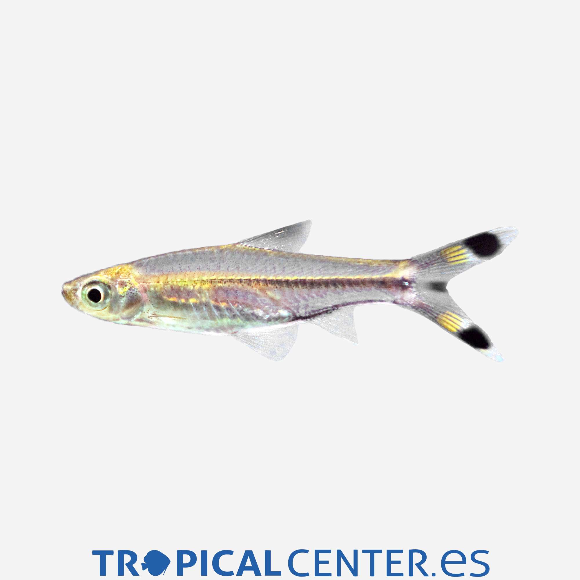 dr47-2-tijeritas_general_3600.jpg