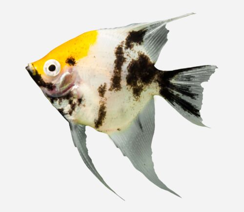 Escalar Koi