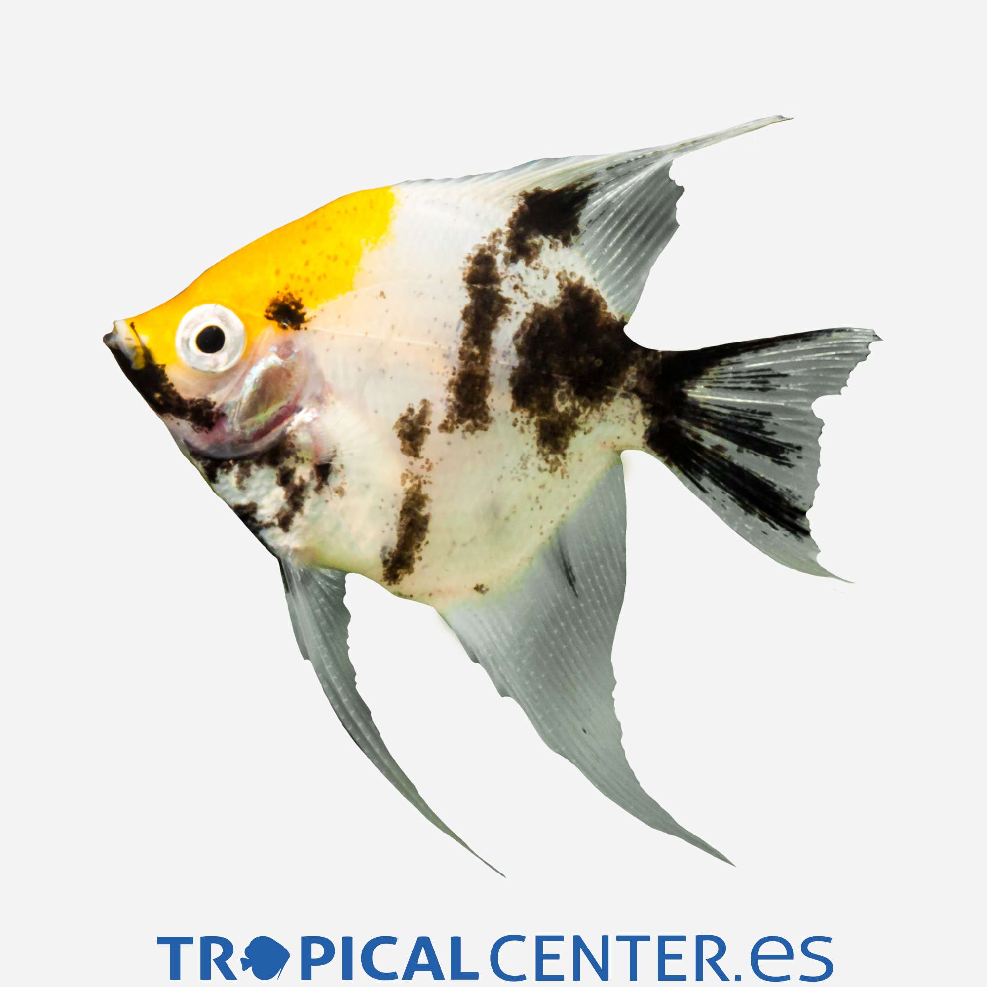 es17-0-escalar-koi_general_3608.jpg es17-0-escalar-koi_general_3608.jpg