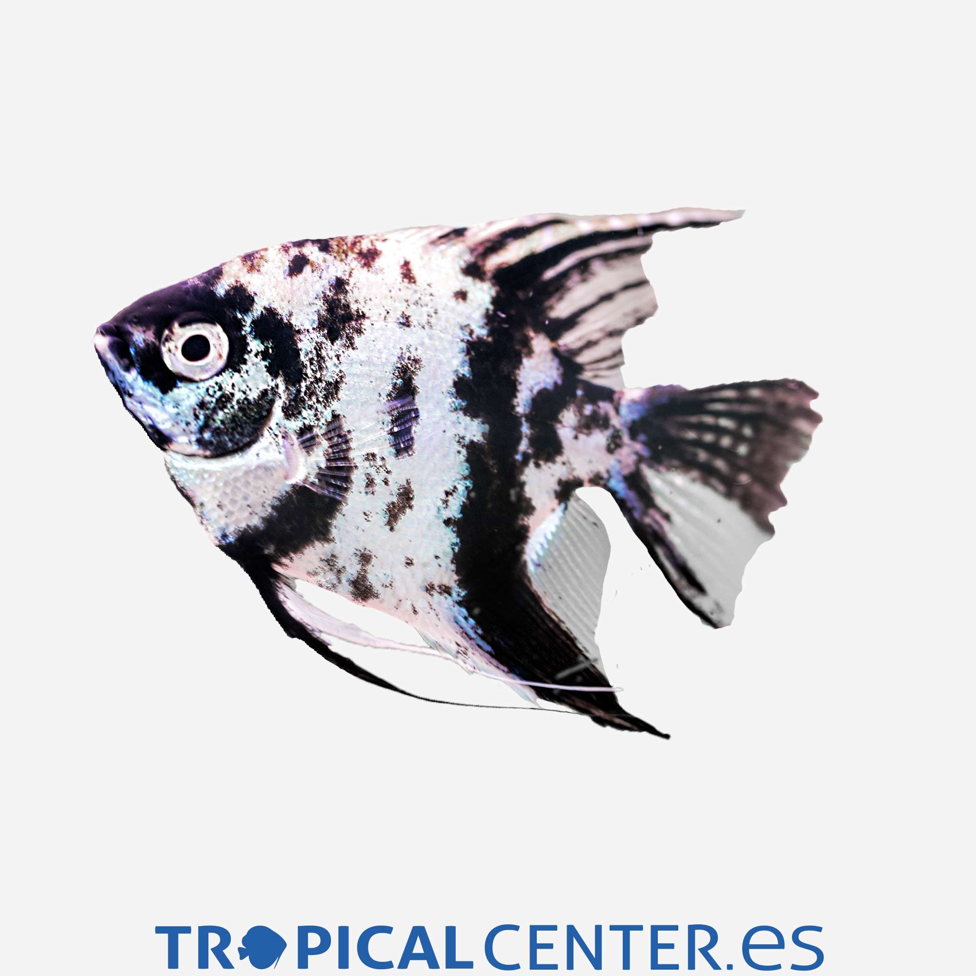 es40-1-escalar-panda_general_3618.jpg
